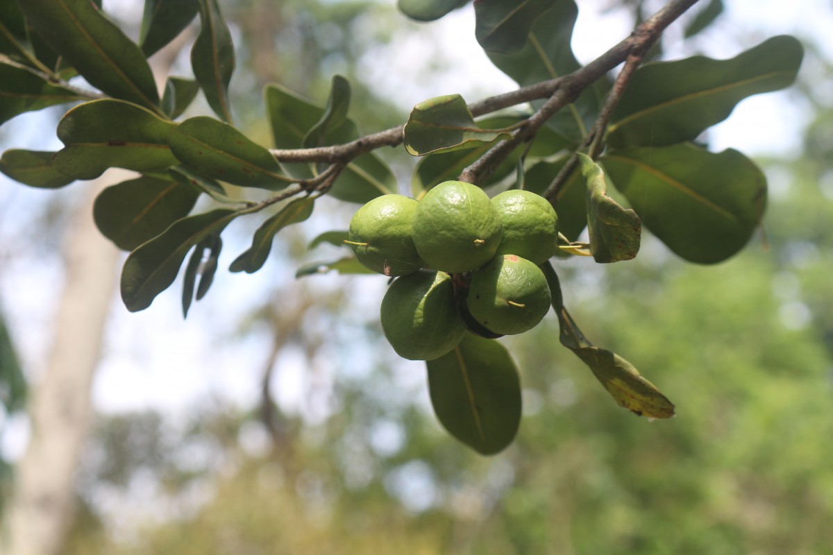Macadamia ternifolia F.Muell.